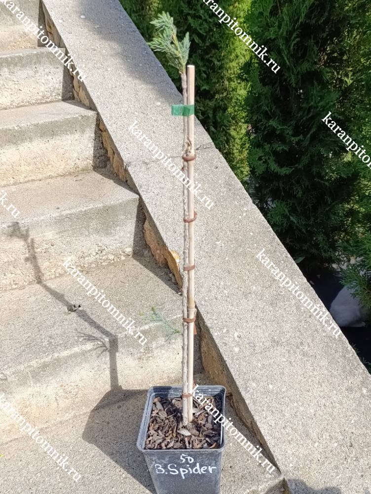 Можжевельник чешуйчатый Блю Спайдер (штамб Ра50) фото